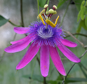 garlic passion fruit